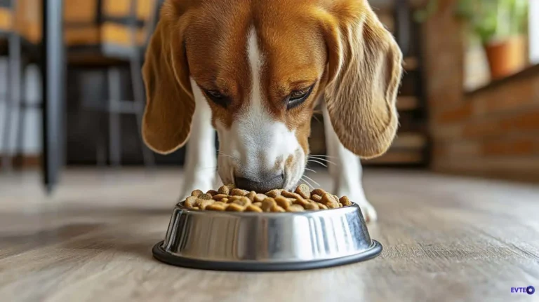 Saiba variar a alimentação do seu cão sem prejudicar a saúde